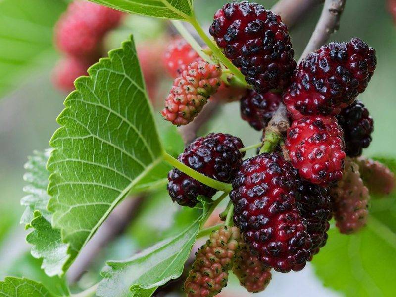 Шелковица купить саженцы из питомнике в Люберцах