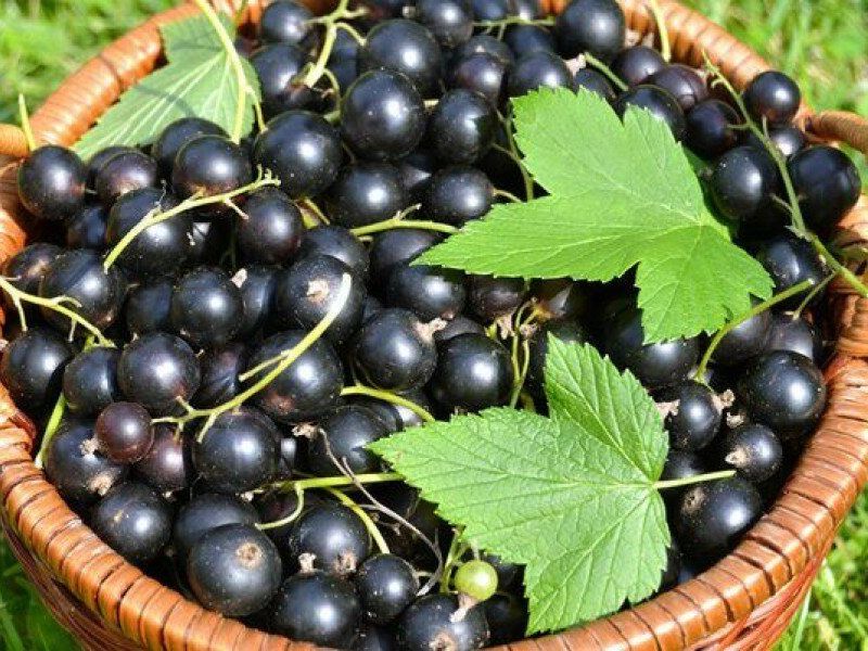 Смородина купить саженцы из питомника в Люберцах