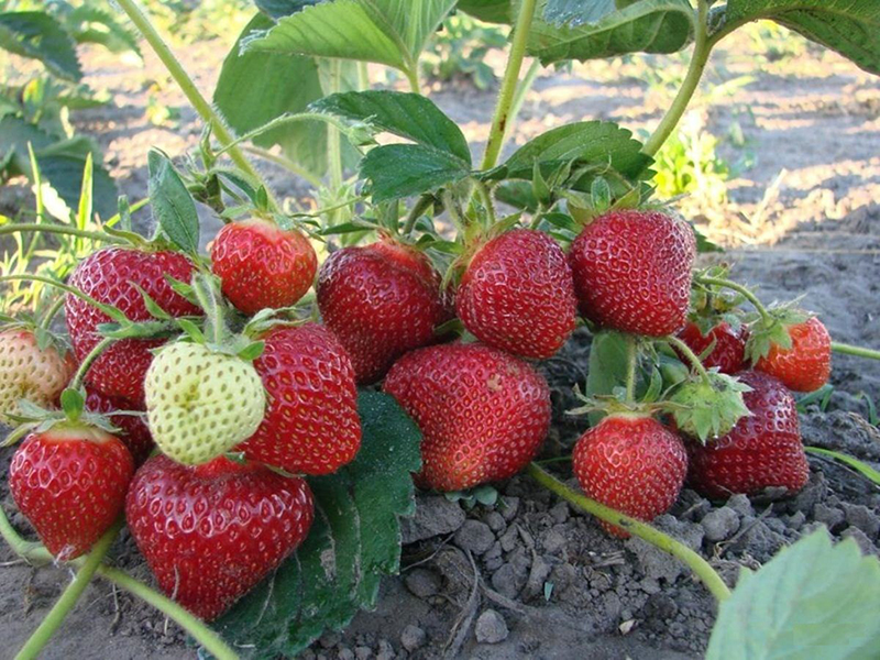 Клубника купить саженцы из питомника в Люберцах