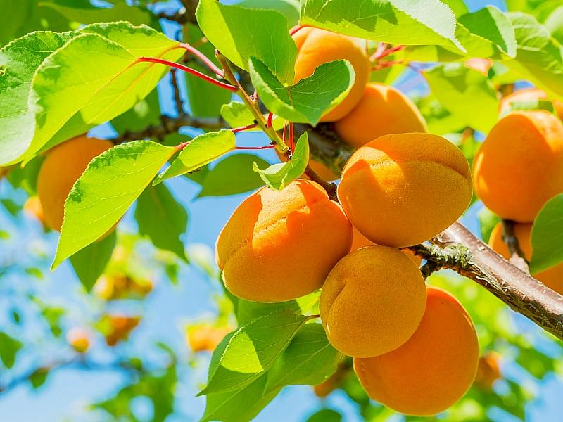 Абрикос купить саженцы из питомнике в Люберцах