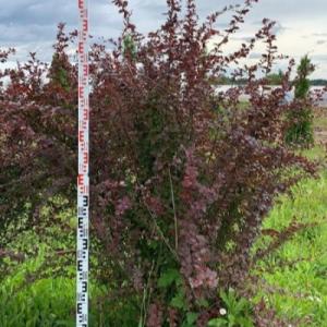 Барбарис "СУПЕРБА"