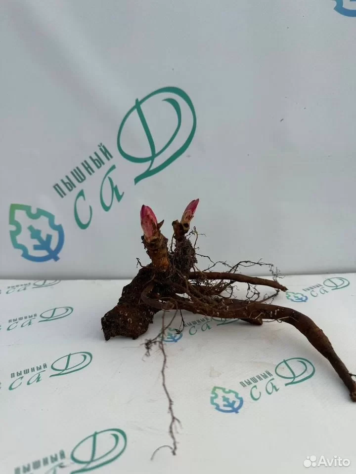 Пион "СОЛАНЖ"